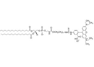 二硬脂酰磷脂酰乙酰胺PEG羅丹明DSPE-PEG-Rhodamine;二硬脂酰磷脂酰乙酰胺聚乙二醇羅丹明 